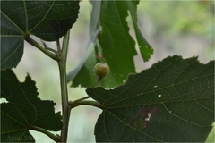 Grewia tiliifolia